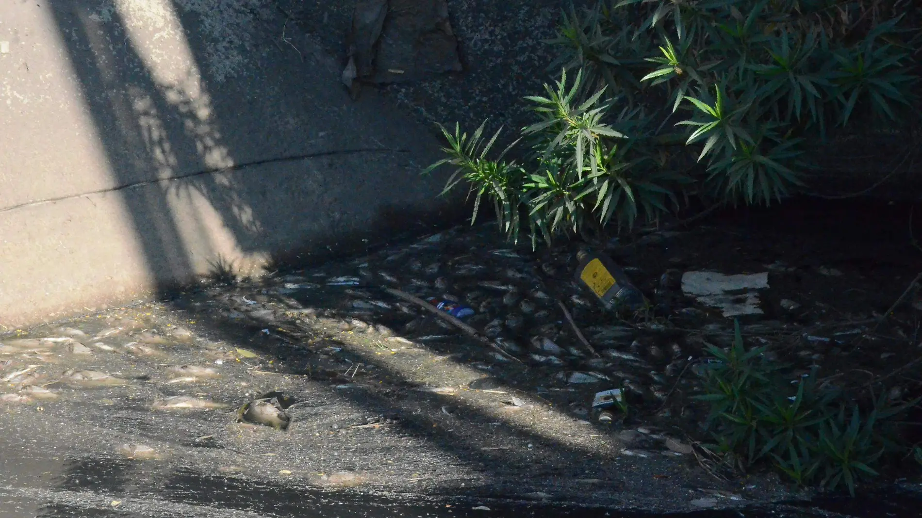 Alta contaminación en canal de riego.  Foto Luis Luévanos  El Sol de San Juan del Río.